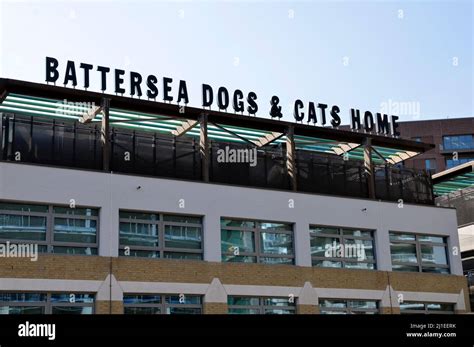 battersea dogs lottery|Battersea Dogs & Cats Home .
